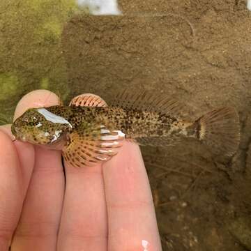 Image of Black sculpin