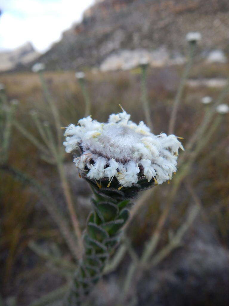 Image of Leucadendron concavum I. Williams