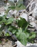 Image of Petasites paradoxus (Retz.) Baumg.