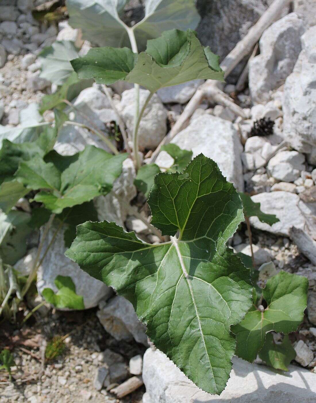 Image of Petasites paradoxus (Retz.) Baumg.