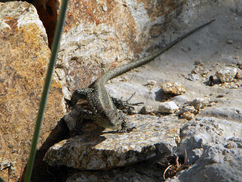 Image of Anatolian Rock Lizard