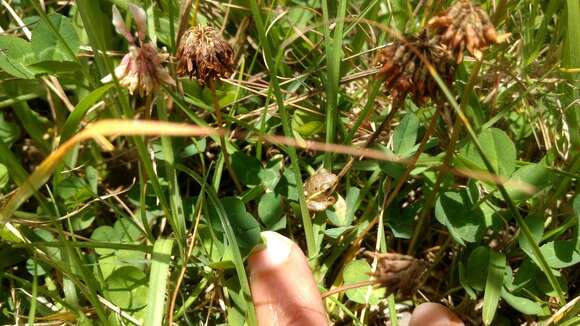 Image of Argus Reed Frog