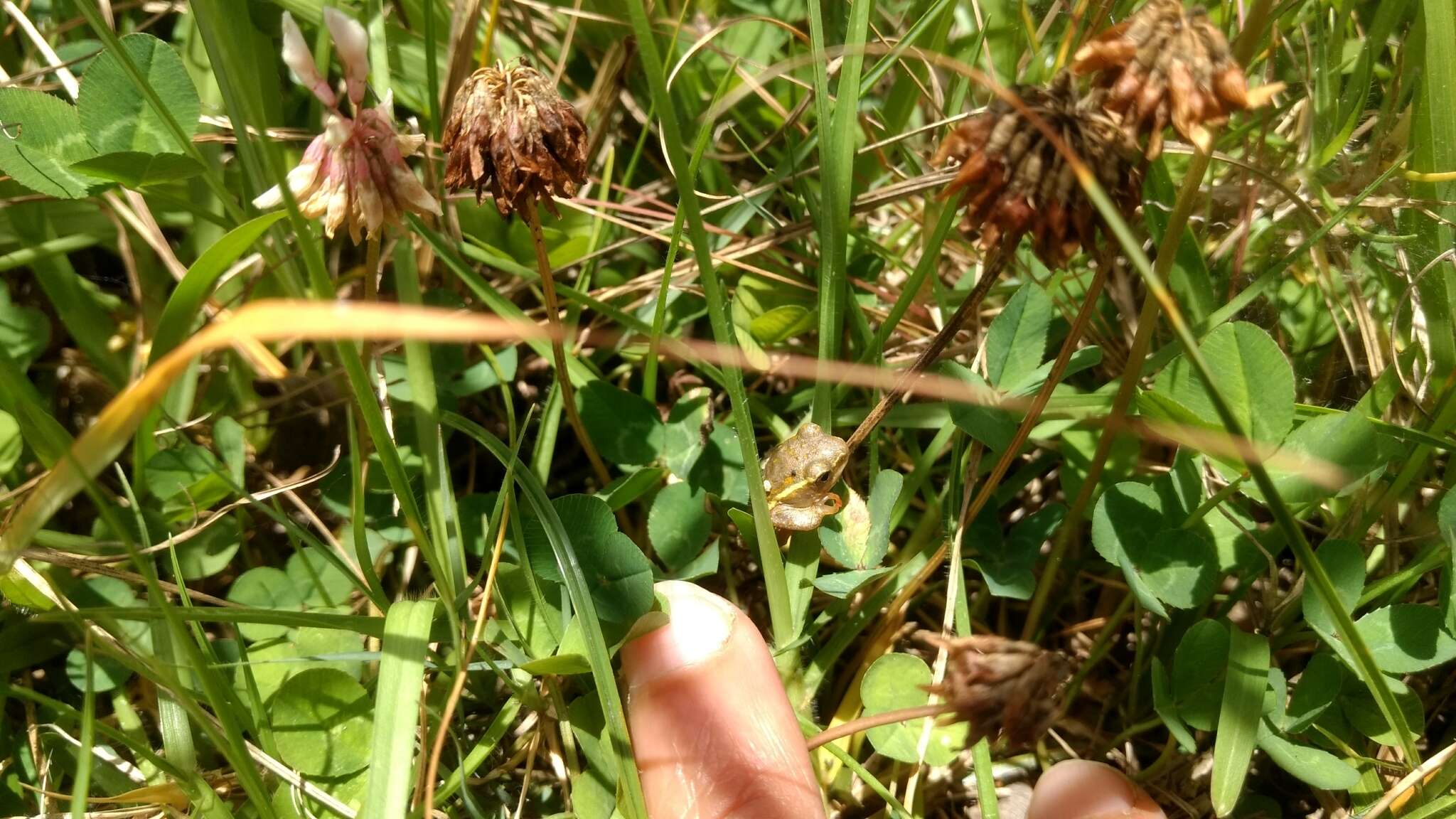 Image of Argus Reed Frog