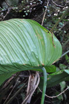 Image of Philodendron scalarinerve Croat & Grayum