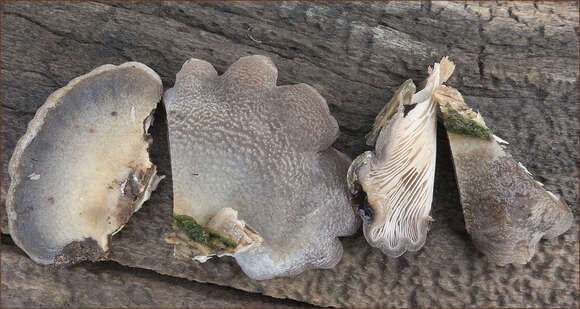 Image de Hohenbuehelia mastrucata (Fr.) Singer 1951