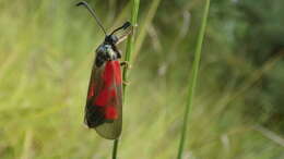 Image of Zygaena cynarae Esper 1789