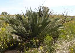 Image of Macrozamia fraseri Miq.