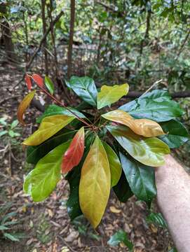 Image of Elaeocarpus eumundi F. M. Bailey