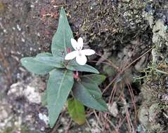 Image de Pseuderanthemum variabile (R. Br.) Radlk.