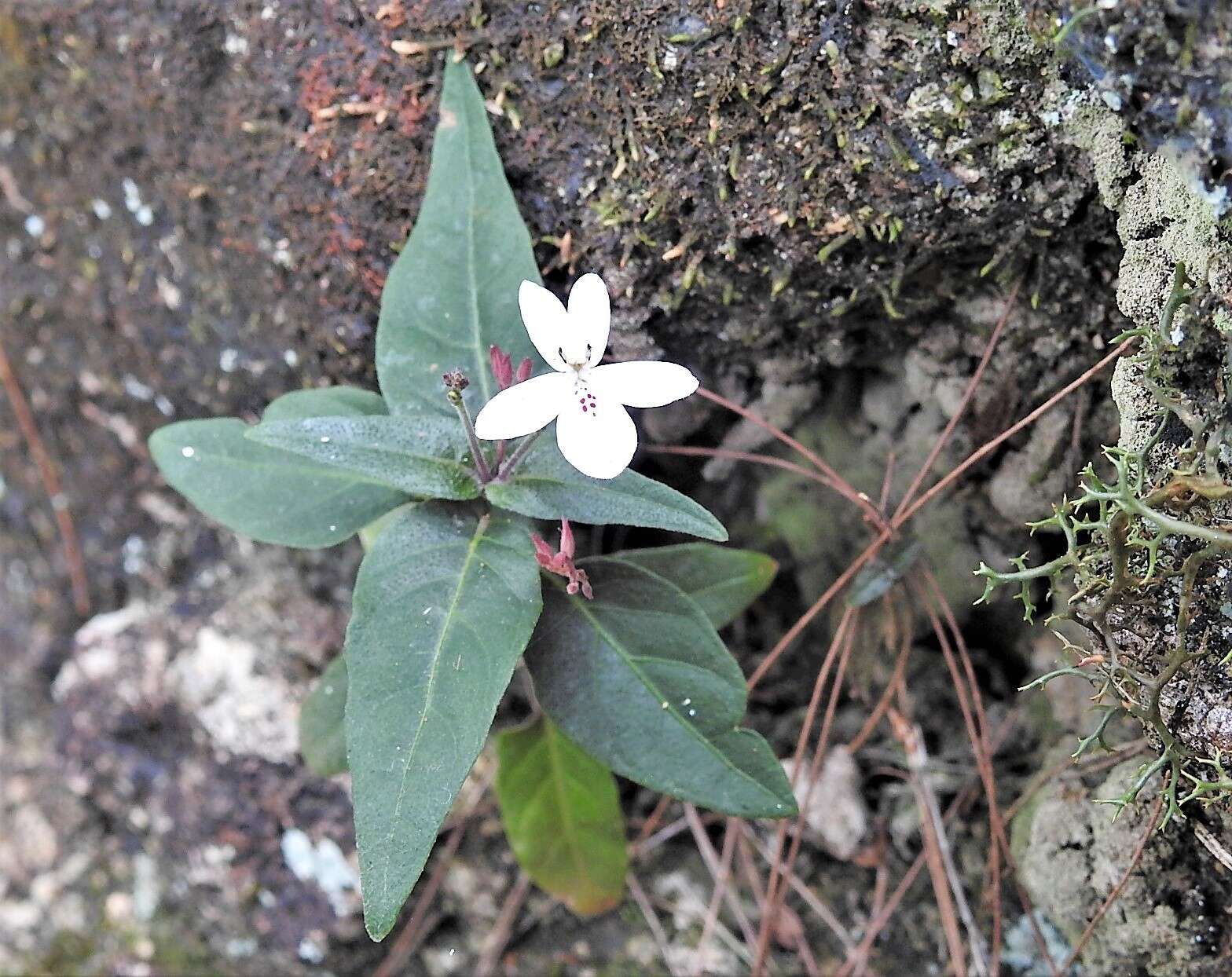 Image de Pseuderanthemum variabile (R. Br.) Radlk.