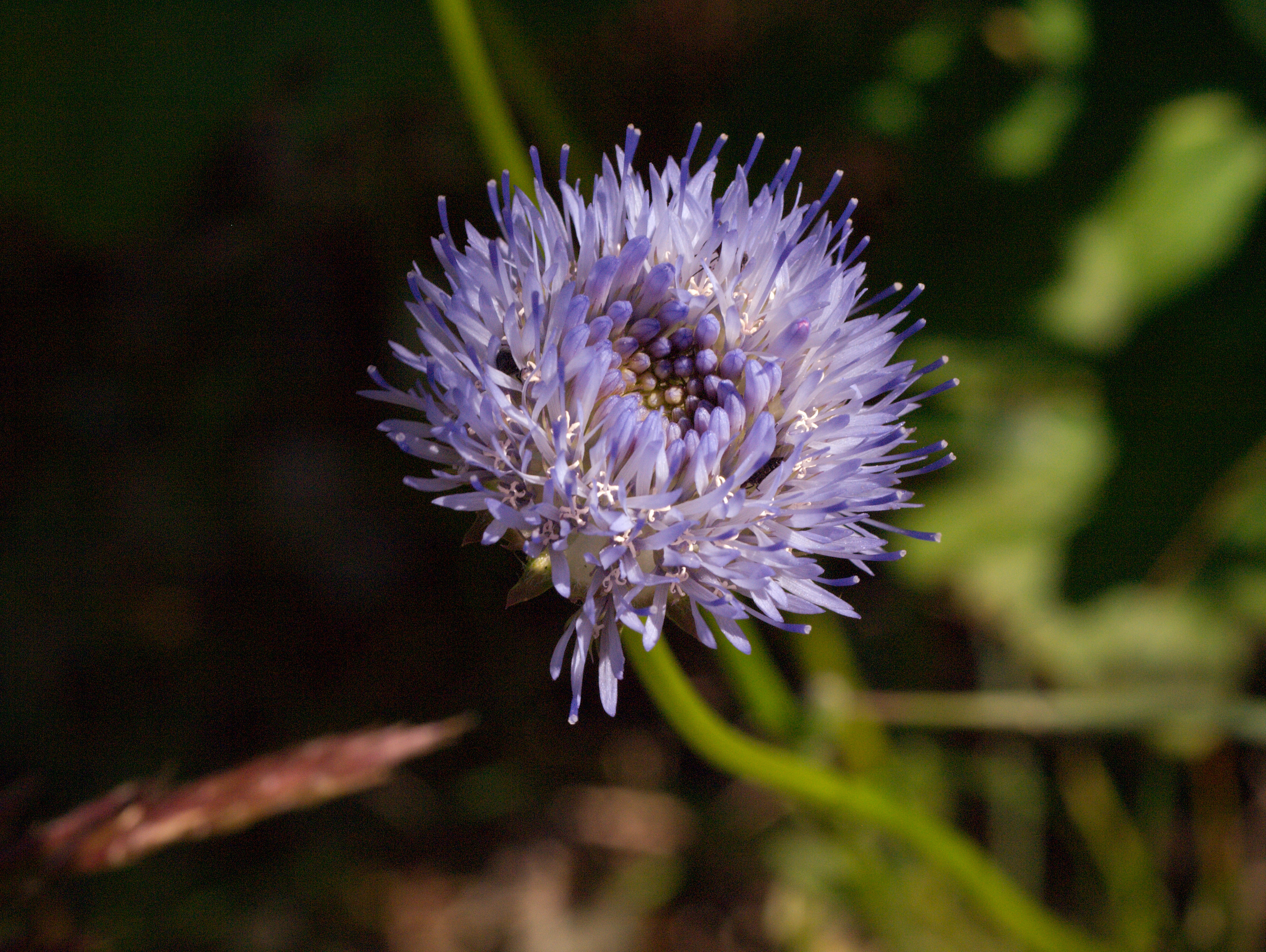 Jasione montana (rights holder: Isfugl)