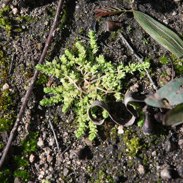 Image of Siberian pygmyweed