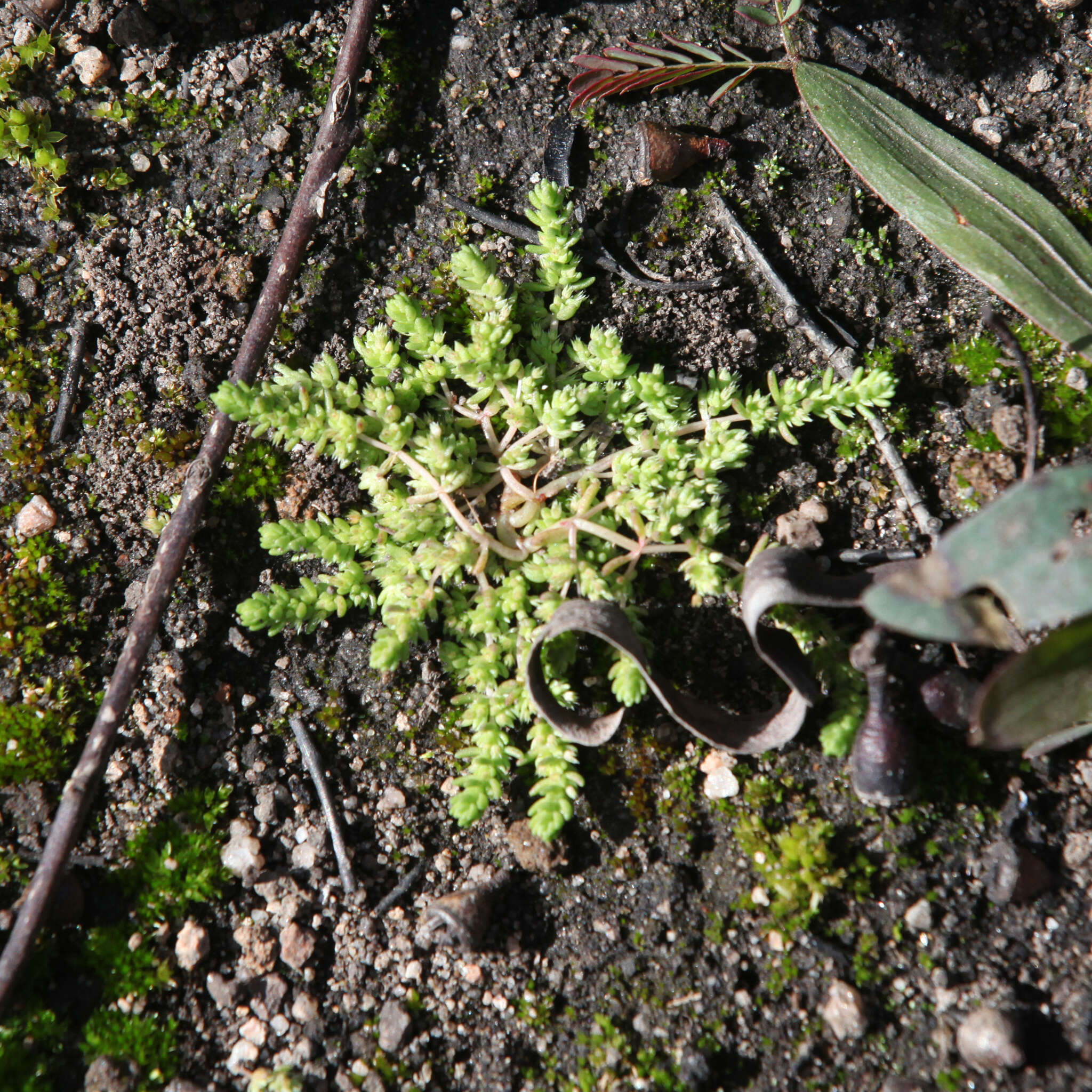 Crassula sieberiana (Schultes & J. H. Schultes) Druce resmi