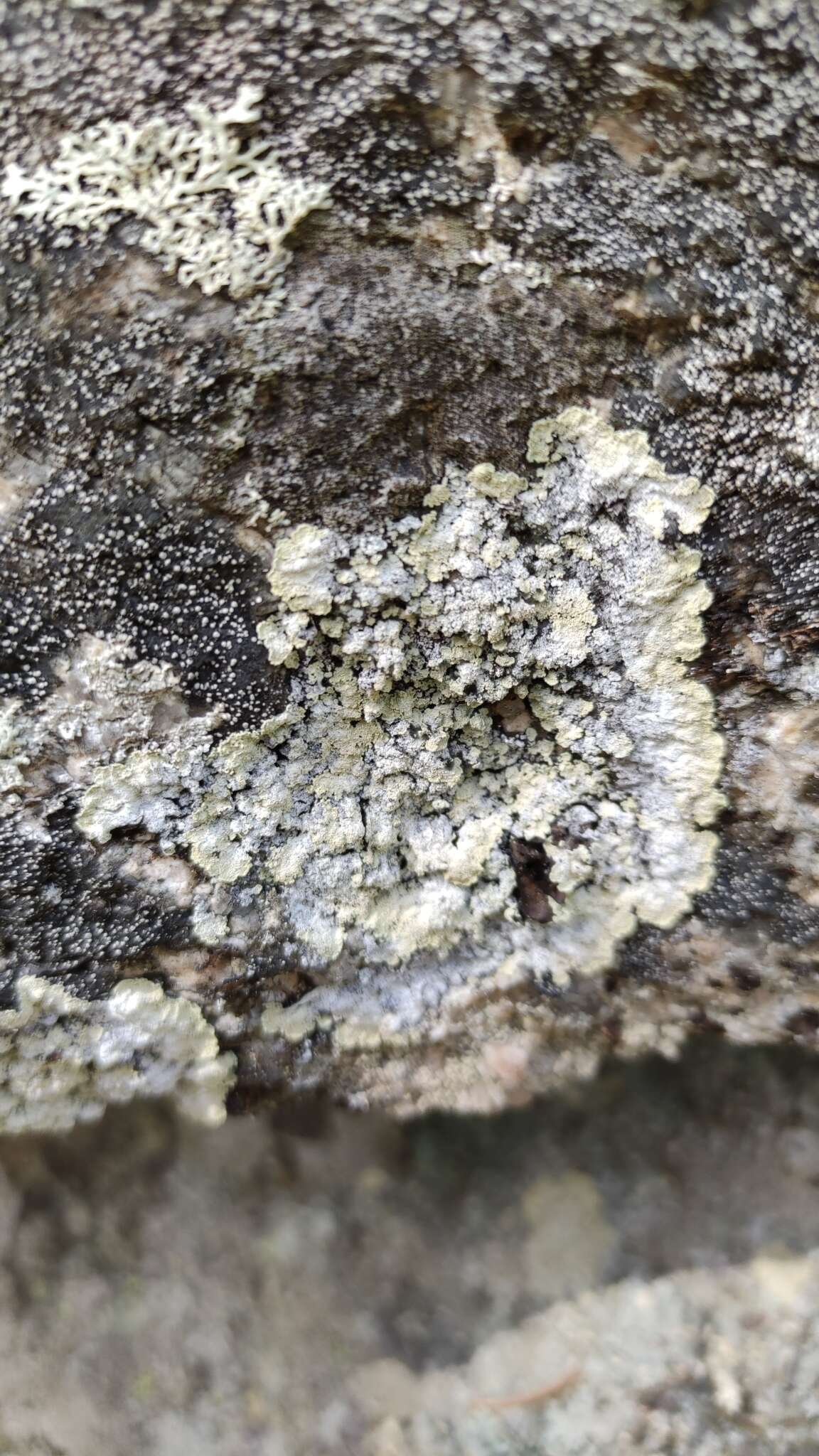 Image of leproloma lichen