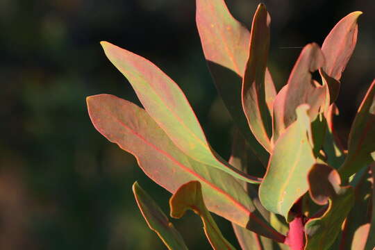 Image of African savanna sugarbush