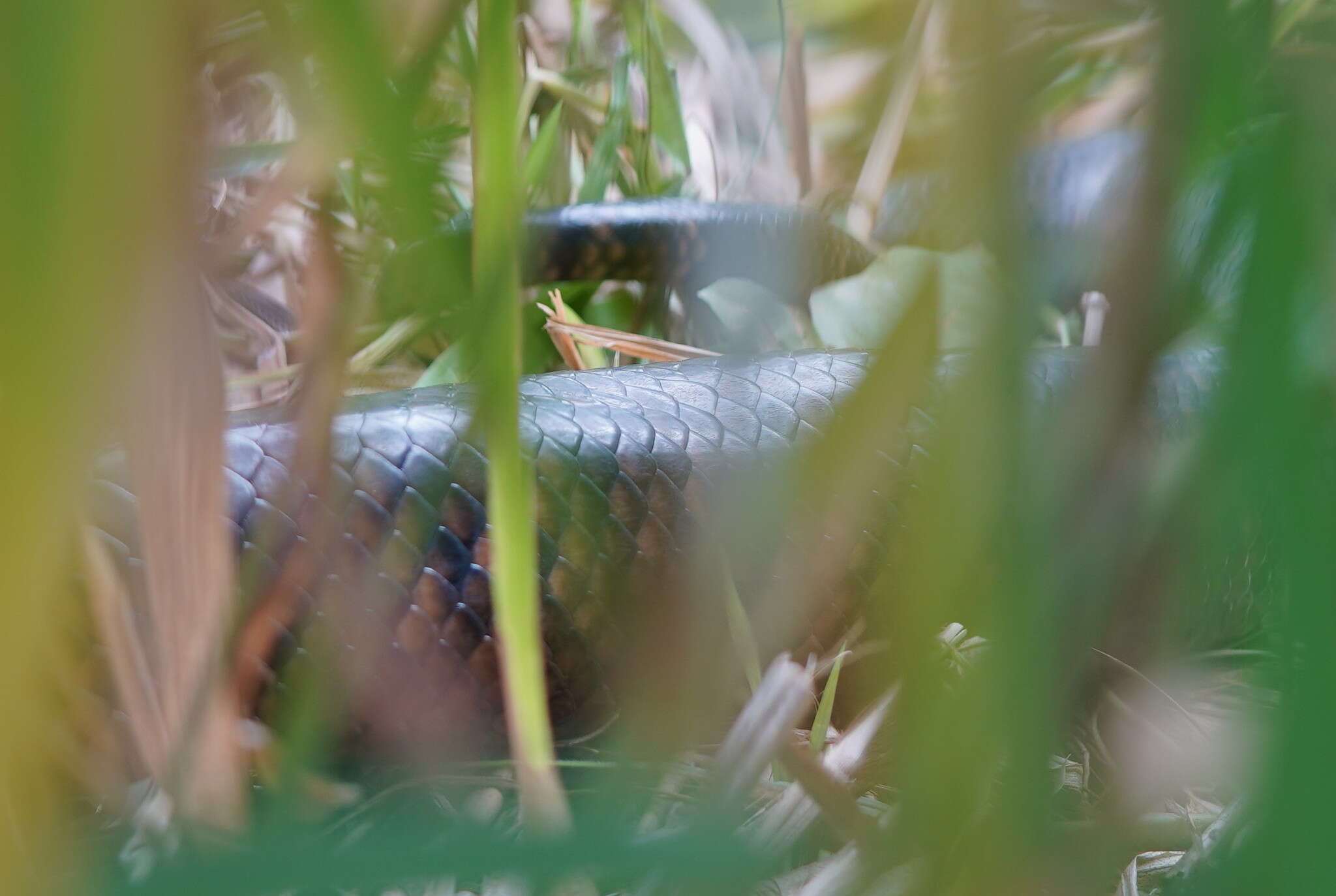 Image of Australischer Amethystpython