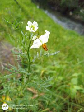 Plancia ëd Solanum pinnatisectum Dun.