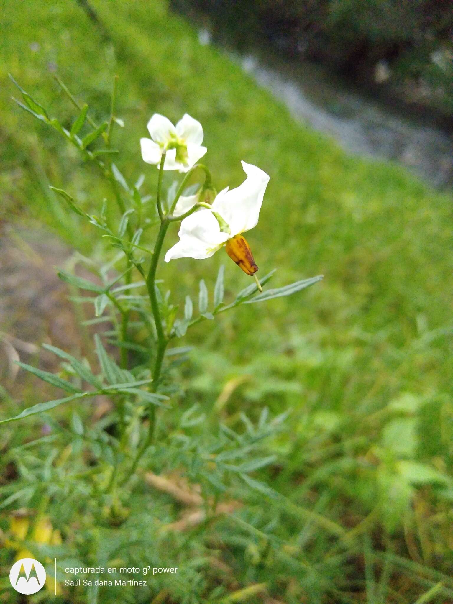 Imagem de Solanum pinnatisectum Dun.