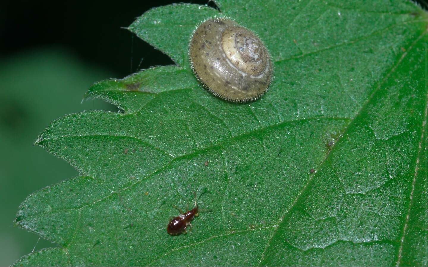 Imagem de Ashfordia granulata (Alder 1830)