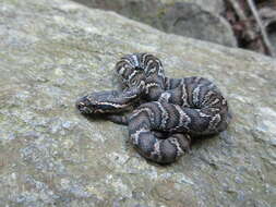 Image of Russian Ratsnake