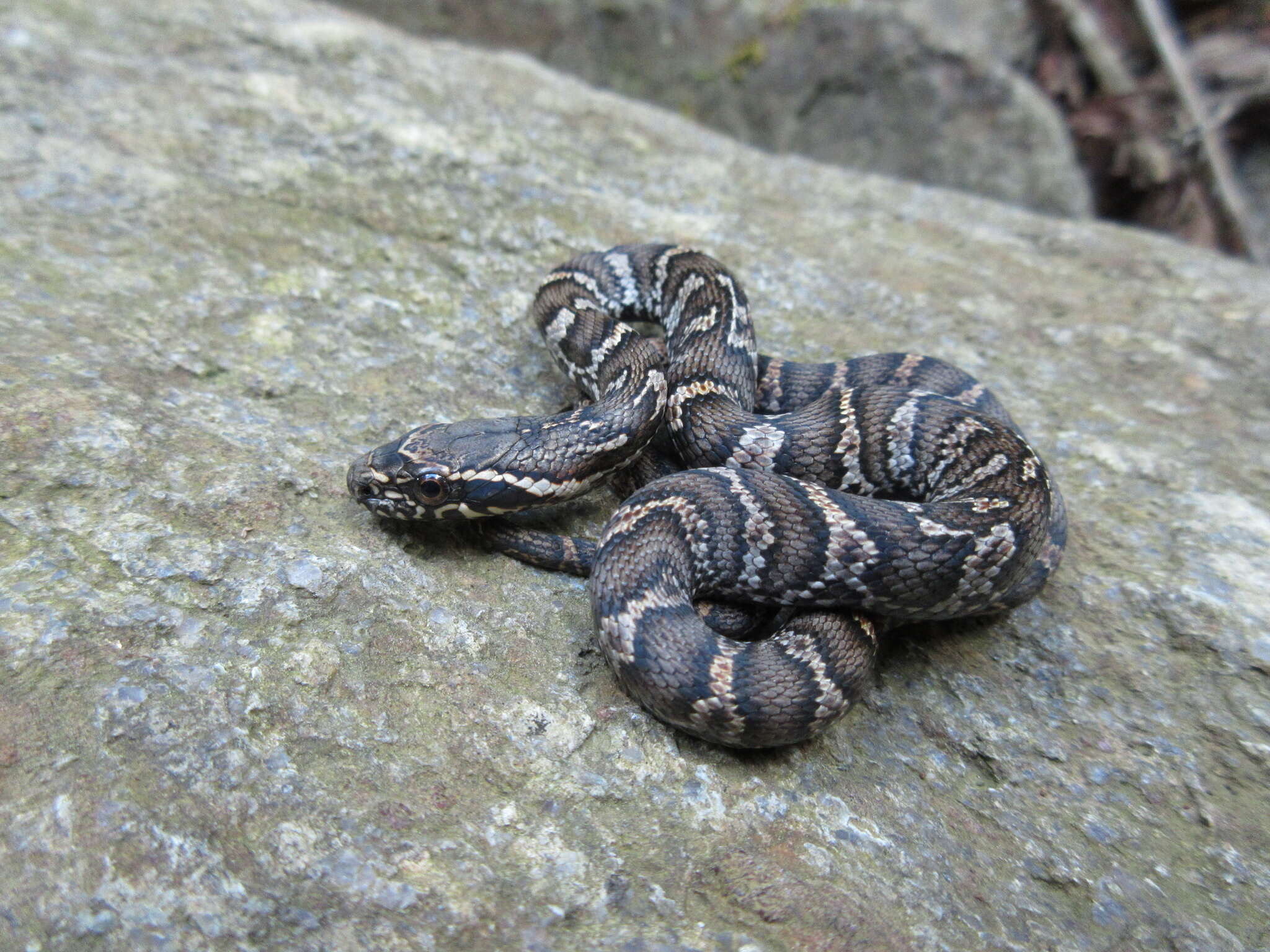 Image of Russian Ratsnake