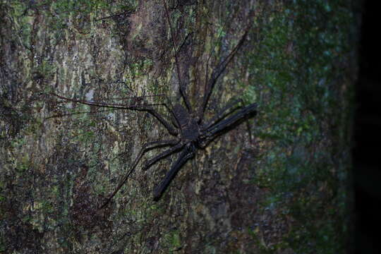 Imagem de Heterophrynus batesii (Butler 1873)