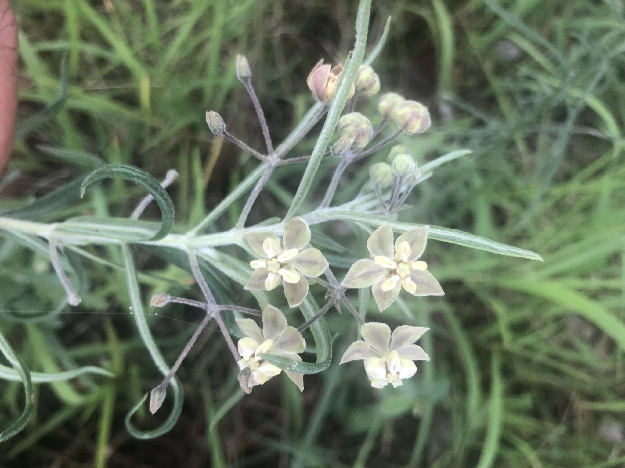 Sivun Gomphocarpus tomentosus subsp. tomentosus kuva