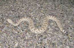 Image of Sidewinder Rattlesnake