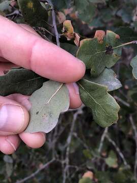 Imagem de Quercus macdonaldii Greene & Kellogg