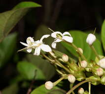 Image of Clerodendrum floribundum R. Br.