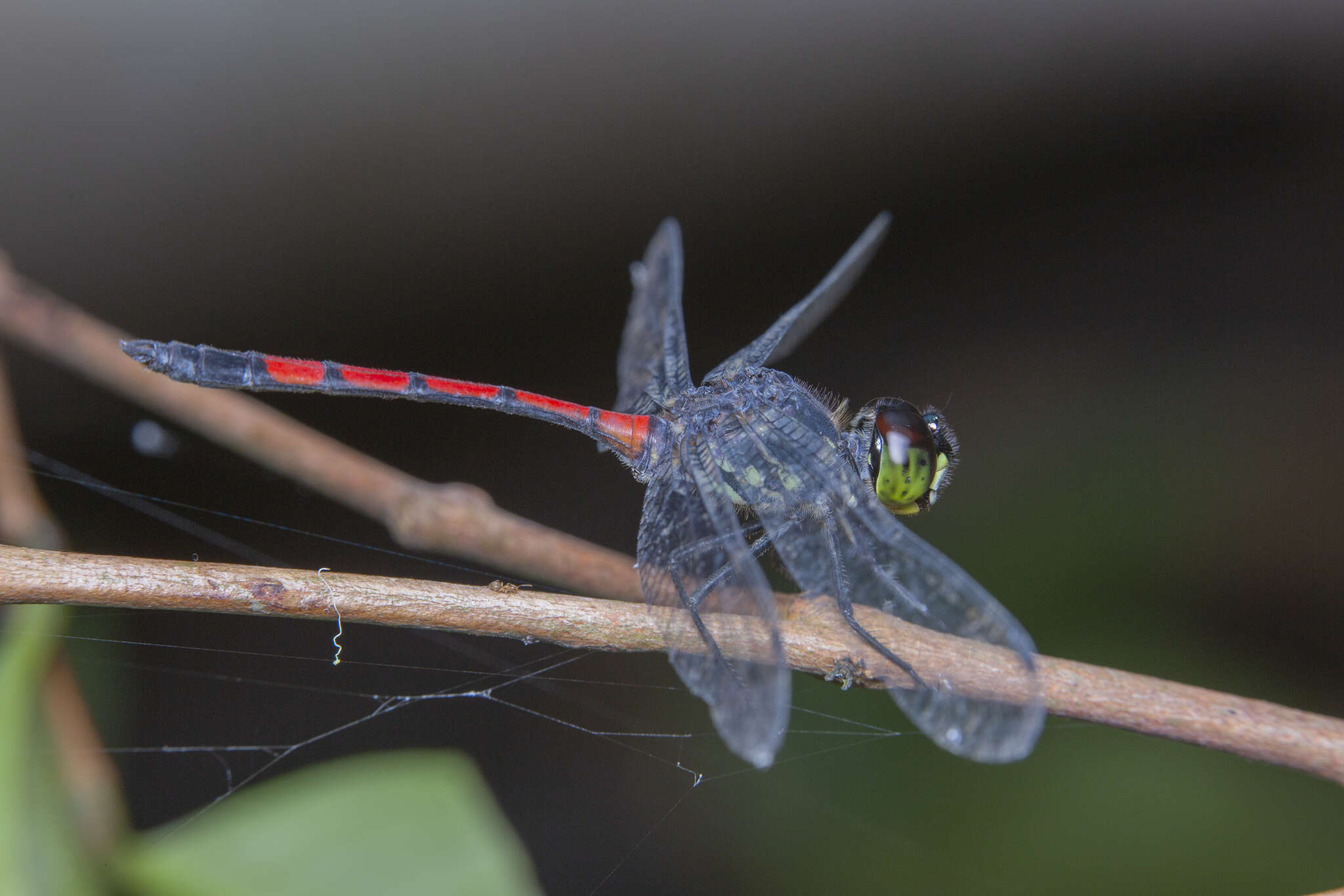 Image of Agrionoptera insignis (Rambur 1842)