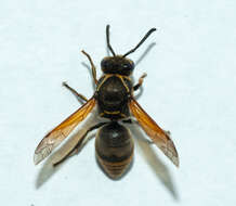 Image of Keyhole Wasp