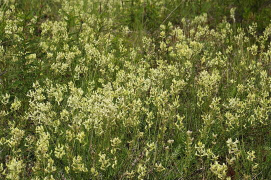 Слика од Oxytropis campestris var. varians (Rydb.) Barneby