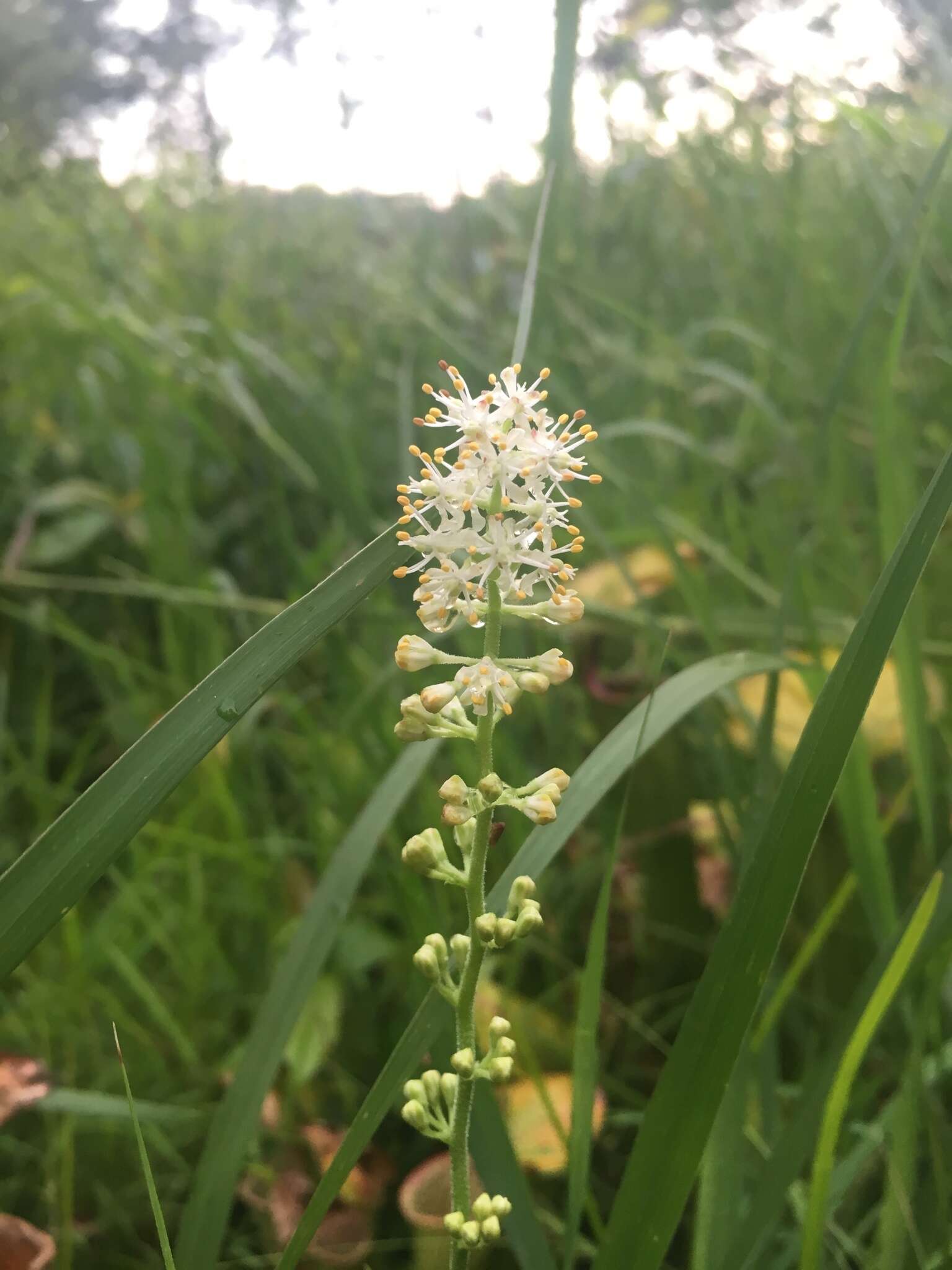 Image of coastal false asphodel