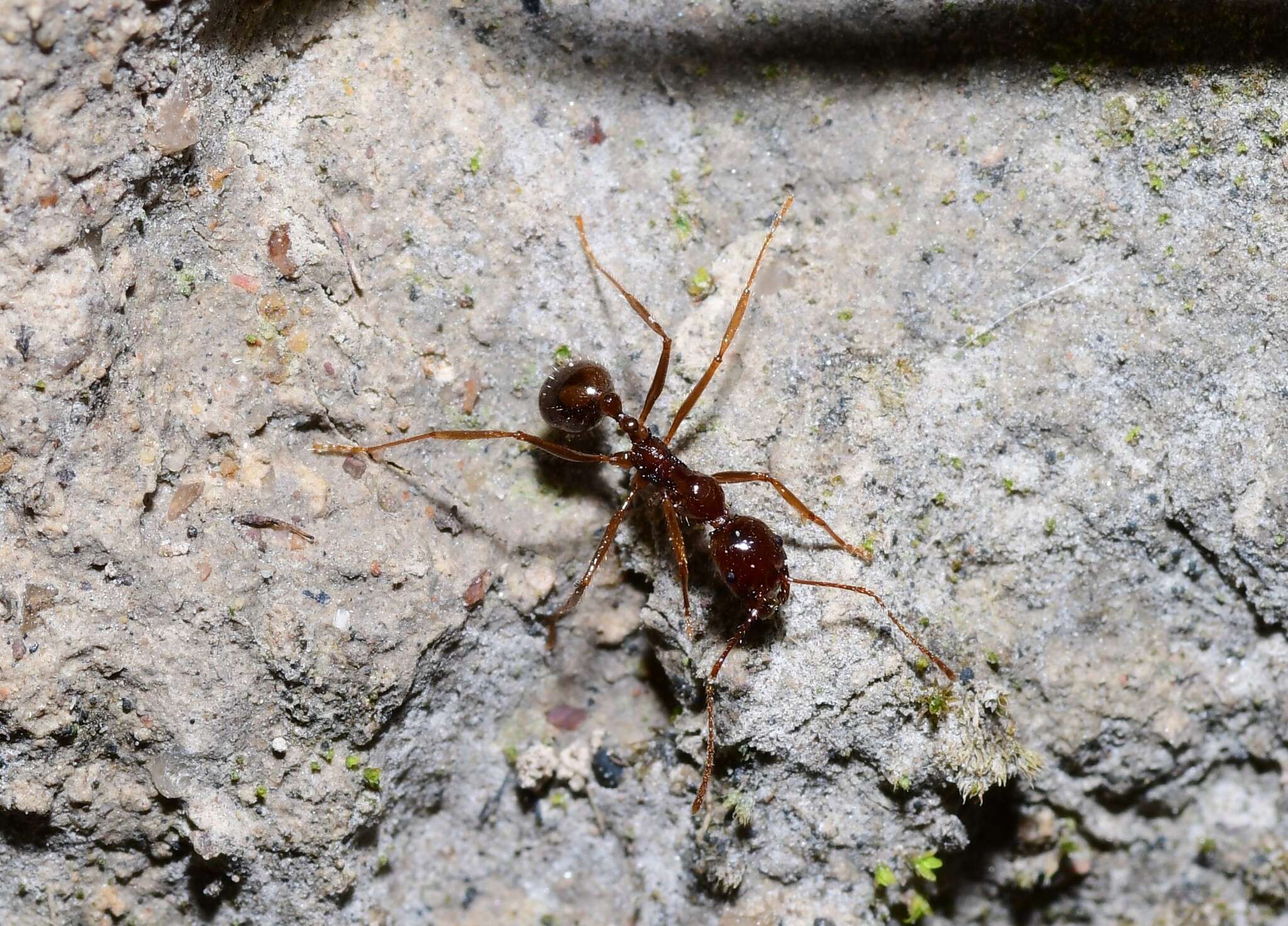 Слика од Aphaenogaster longiceps (Smith 1858)