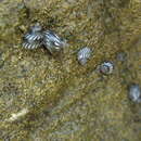 Image of Echinolittorina placida Reid 2009