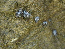 Image of Echinolittorina placida Reid 2009