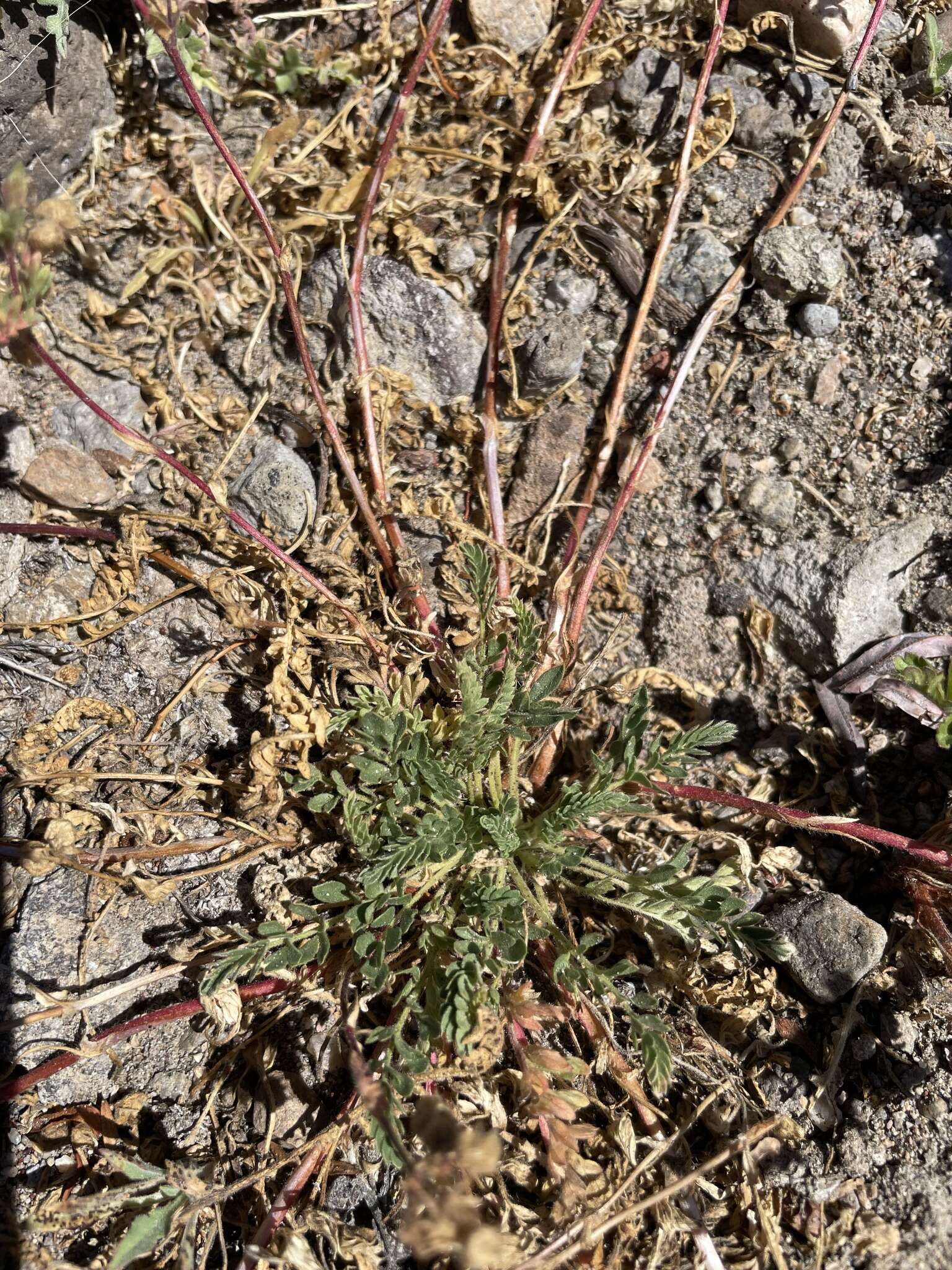 Image de Potentilla newberryi A. Gray