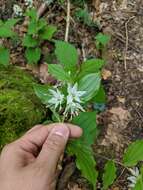 Prosartes maculata (Buckley) A. Gray的圖片