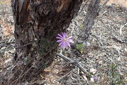 Image of splendid daisy-bush