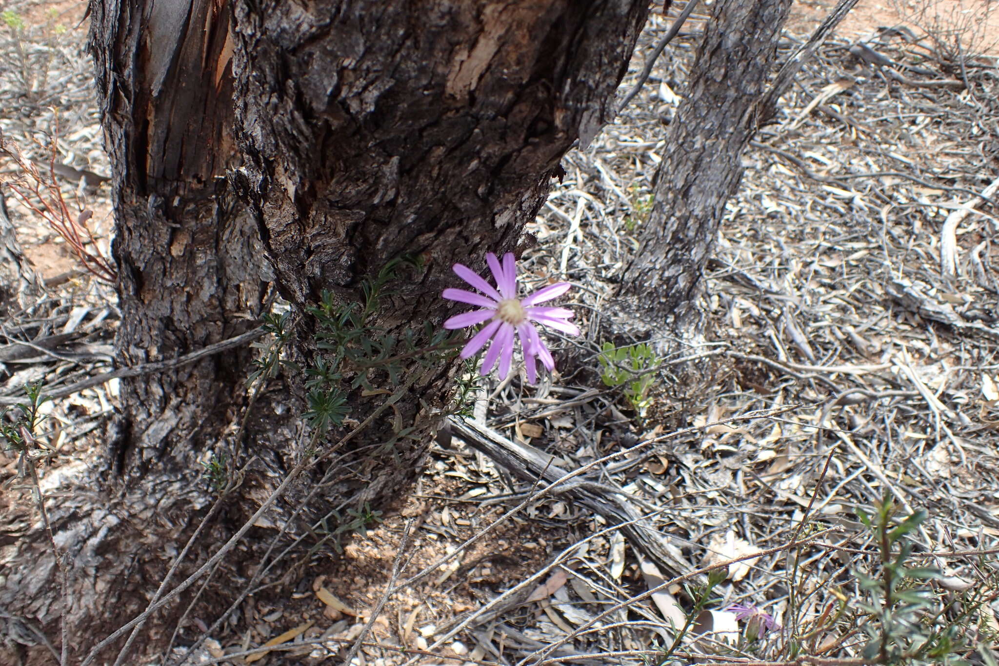 Image of Olearia magniflora F. Müll.