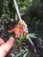 Image of Ipomoea neei (Spreng.) O'Donell