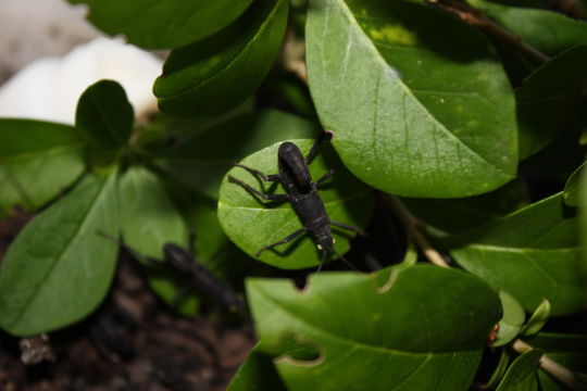 Image of Black Beauty Stick Insect
