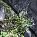 Image of Alpinia calcicola Q. B. Nguyen & M. F. Newman