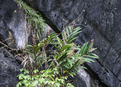 Image of Alpinia calcicola Q. B. Nguyen & M. F. Newman