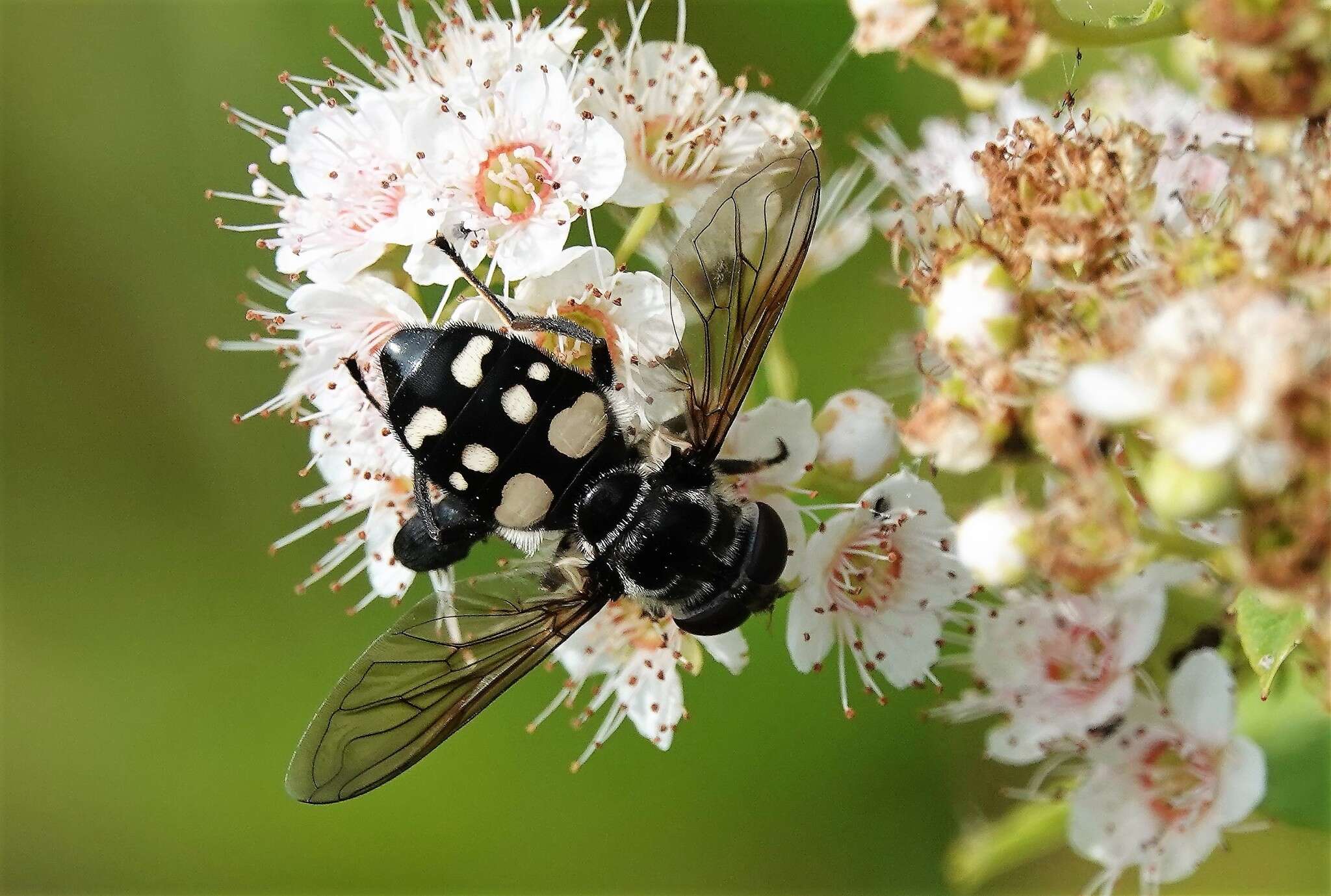 صورة Sericomyia lata (Cqouillett 1907)