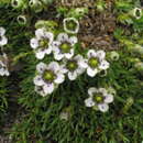 Image of Arenaria globiflora (Fenzl) Edgew. & Hook. fil.