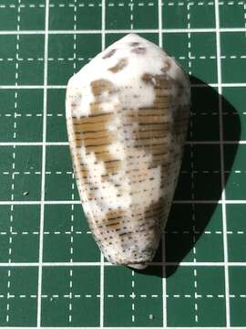 Image of Conus striolatus Kiener 1848