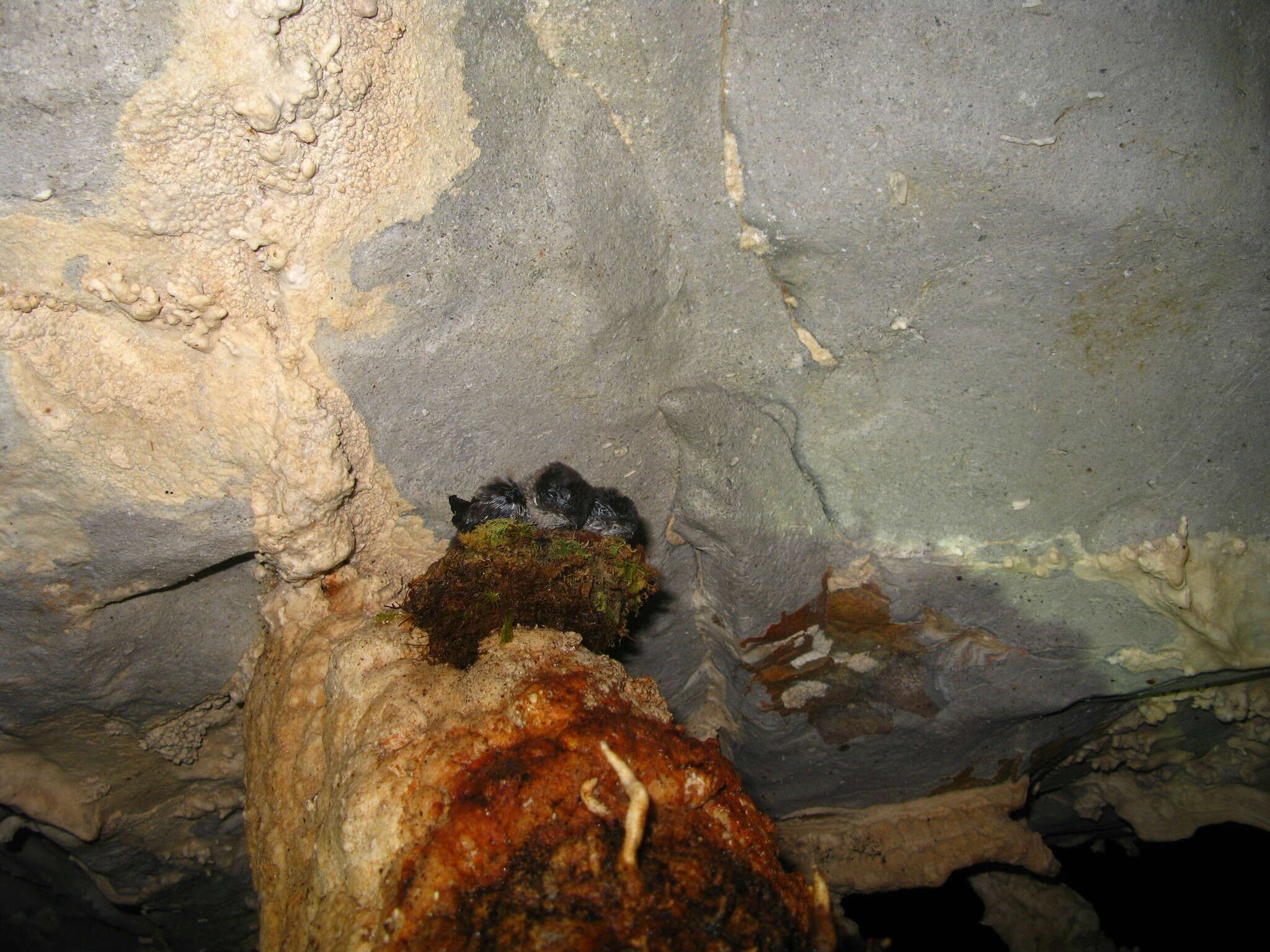 Image of Mossy-nest Swiftlet