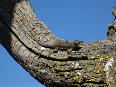 Image of Graphic Spiny Lizard